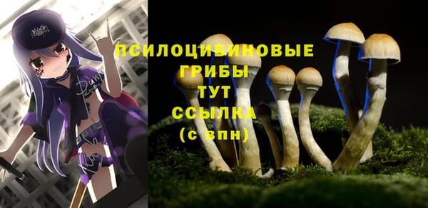 apvp Алзамай